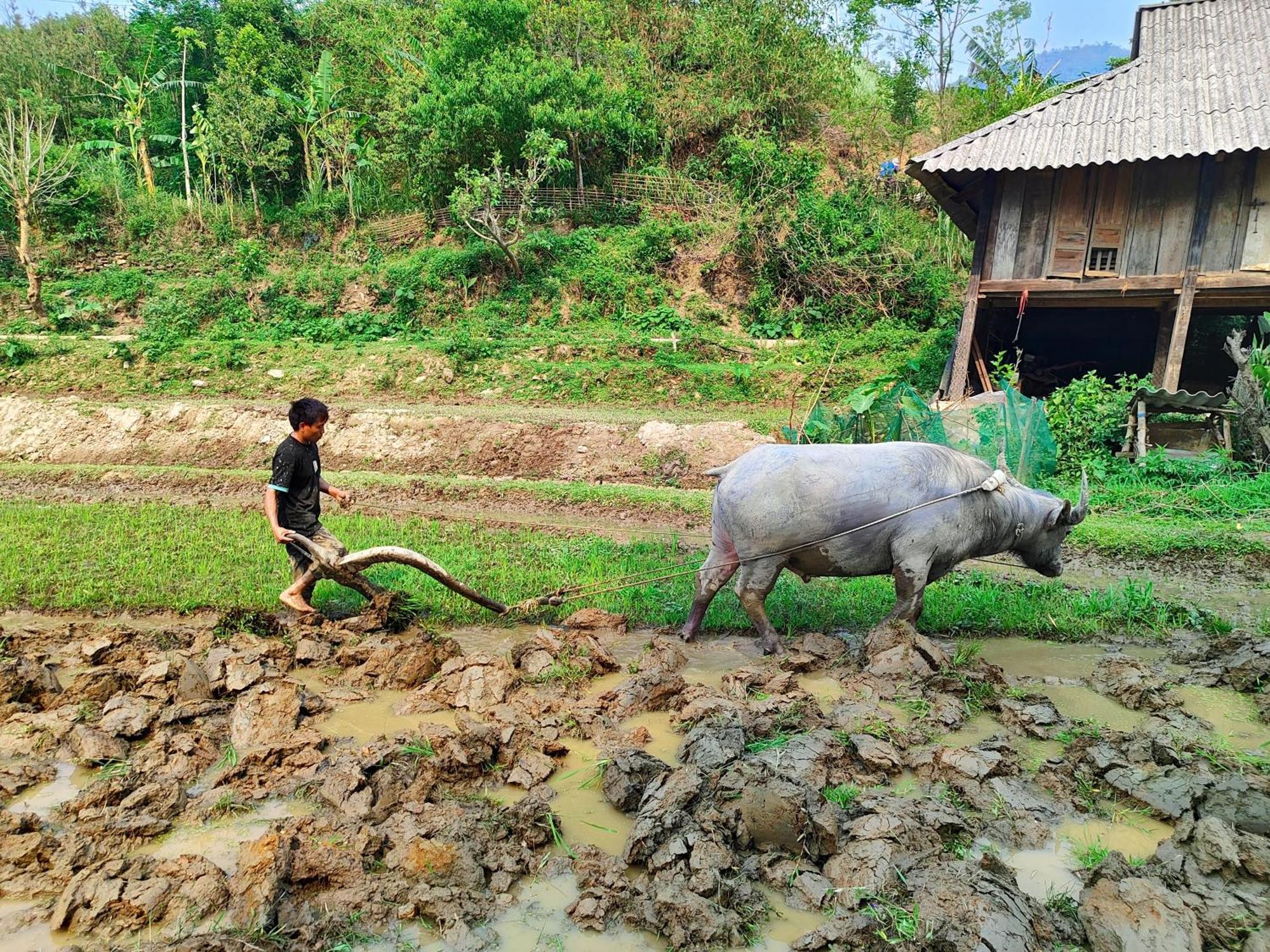 Mu Cang Chai Homestay & Trekking Exterior photo