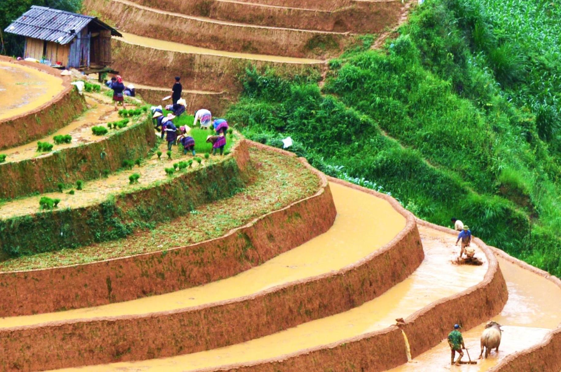 Mu Cang Chai Homestay & Trekking Exterior photo